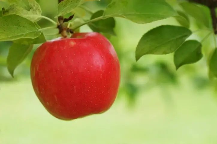 czerwone jabłko na gałęzi